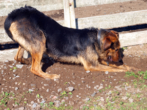destructive_behavior_in_dogs__digging_2