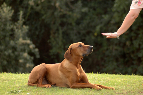 disobedient_unruly_and_excitable_dogs_3