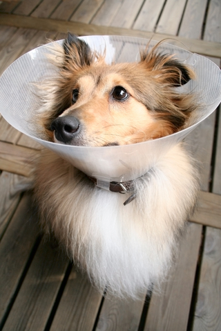 elizabethan_collars_in_dogs__behavior