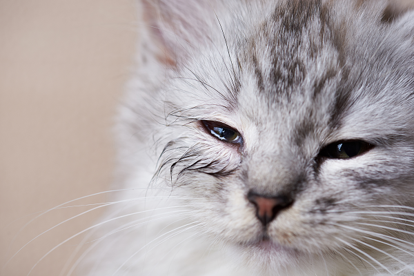 White and grey cat with excessive tear production