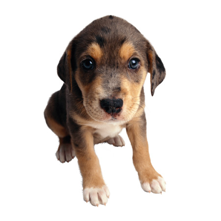 fears_and_phobias_in_dogs_storms_and_fireworks__immediate_guidelines_1 fears_and_phobias_in_dogs_storms_and_fireworks__immediate_guidelines_1