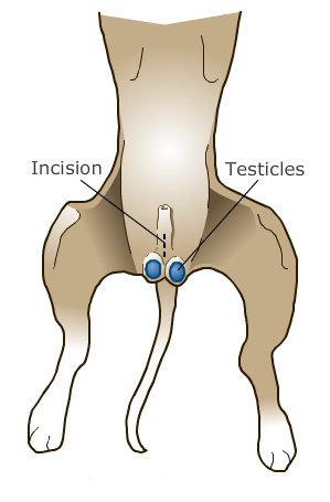 dog_neutering_and_behavior_1