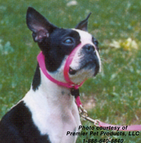 training_products_in_dogs__to_choke_or_not_to_choke_4