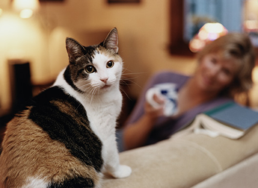 undesirable_behavior_in_cats_1
