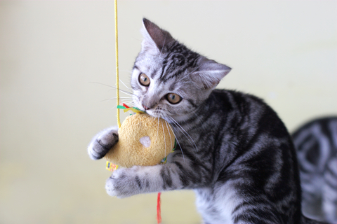 aggression_in_cats__play_predation aggression_in_cats__play_predation