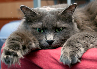 aggression_in_cats__towards_other_household_cats__treatment_2