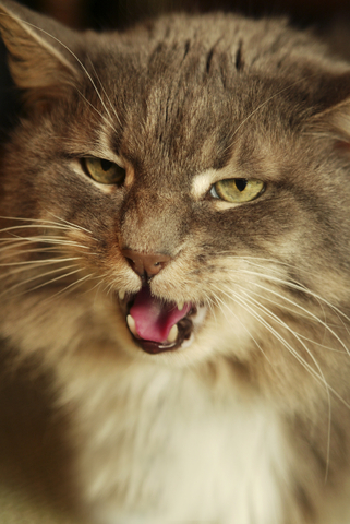vocalization_in_cats_1