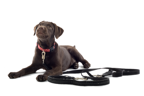 puppy__handling_and_food_bowl_exercises_1