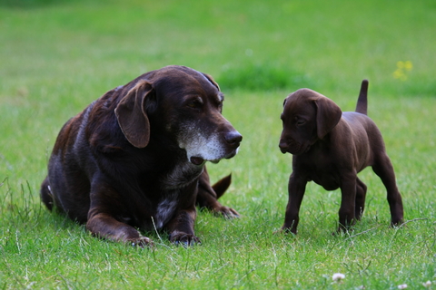 puppy__socialization_and_fear_prevention_1