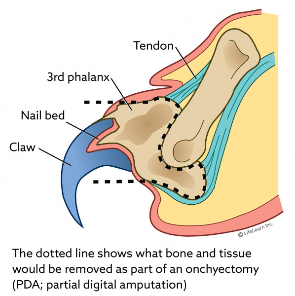 cat_claw_anatomy_1_2018-01