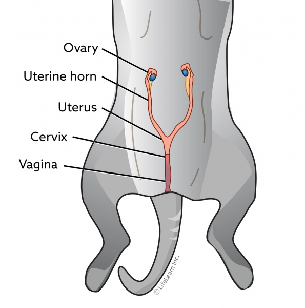 cat_reproductive_organs_ventral_view_2018-01 cat_reproductive_organs_ventral_view_2018-01