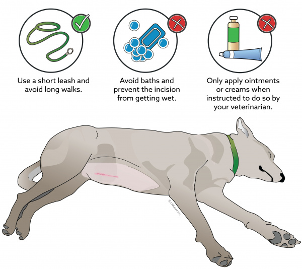 care_of_surgical_incisions_dog_2018-01