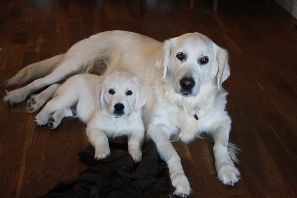 Golden Retriever puppy with its mother