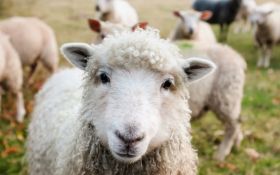anthrax_cats_livestock_sheep anthrax_cats_livestock_sheep