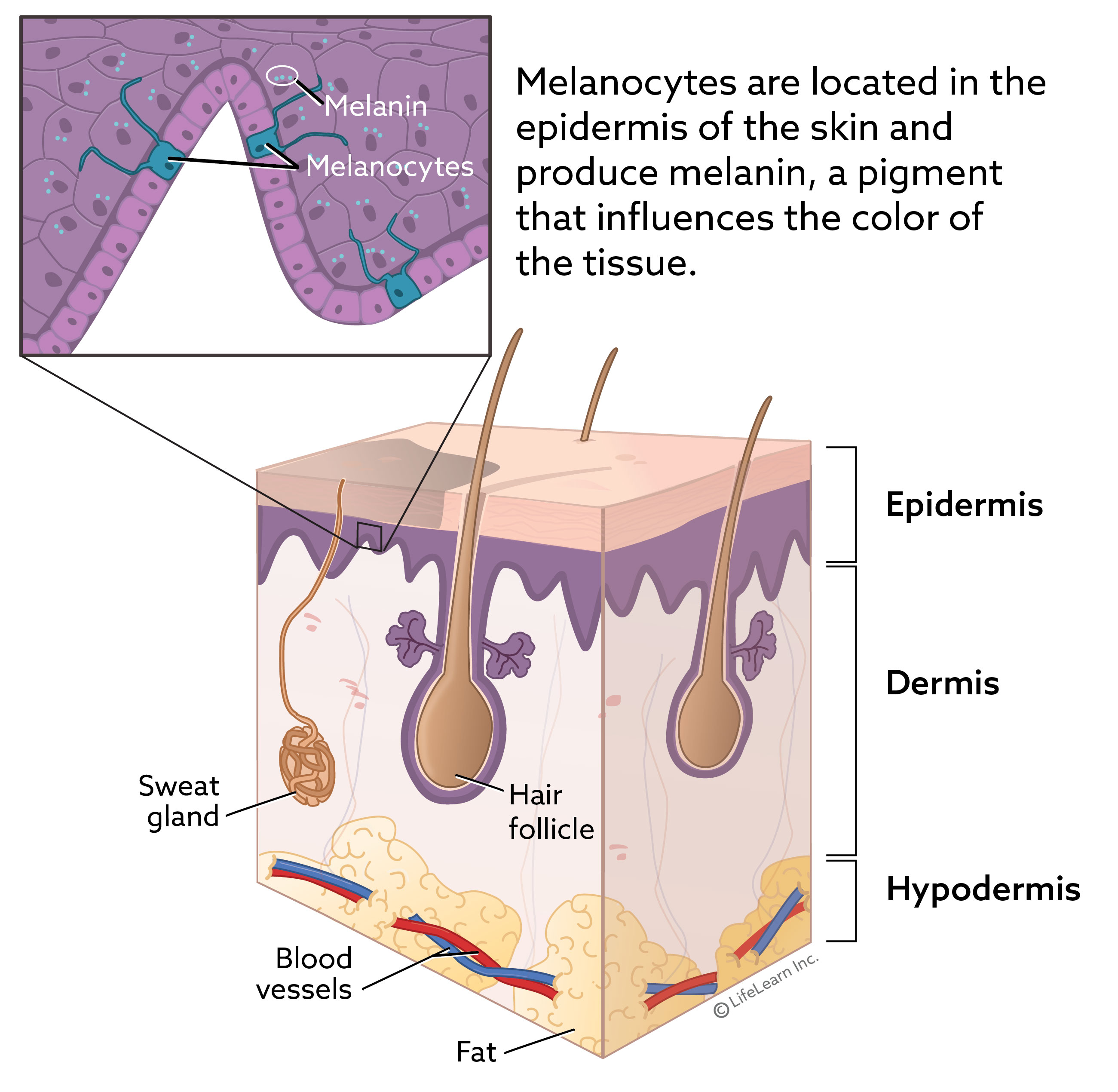 skin_layers_melanocytecells_2018