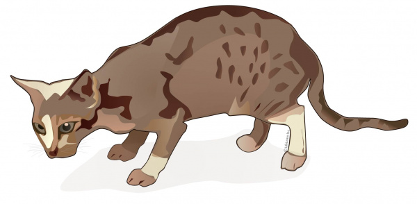 cat_showing_pain_2017-01-01
