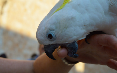 biting_and_screaming_in_birds