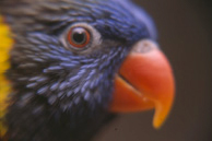 lories__lorikeets-feeding-2