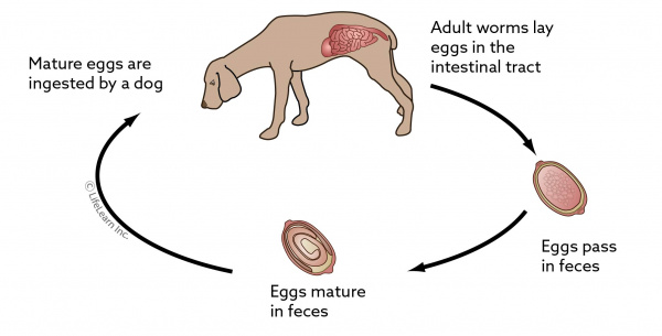 whipworm_lifecycle_2018-01 whipworm_lifecycle_2018-01