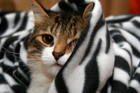 moving_with_your_cat_3